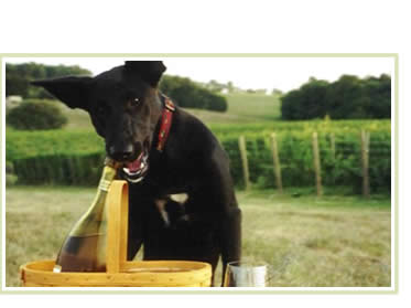 Kreutz Creek Vineyards