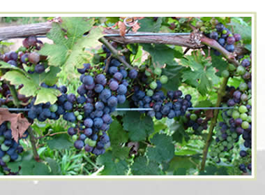 Kreutz Creek Vineyards